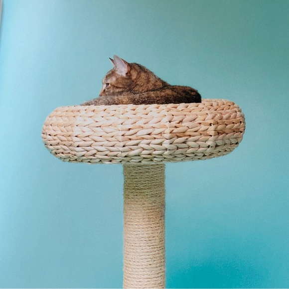 For Cats Only Pascale Weber Hatje Cantz Hardcover Cat Lovers Gift Book - Picture 6 of 13